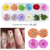 3D Nail Art Dried Flower Mixed Preserved Daisy Babysbreath Natural Sticker DIY Manicure Nail Art Decorations 12 Color/Box  CHFL
