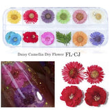 3D Nail Art Dried Flower Mixed Preserved Daisy Babysbreath Natural Sticker DIY Manicure Nail Art Decorations 12 Color/Box  CHFL